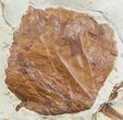 Large Fossil Leaves (Davidia & Ficus) - Montana #56209-3